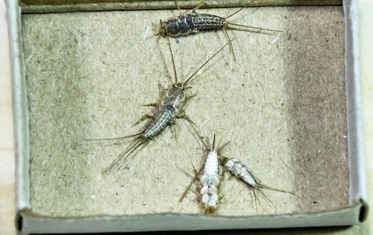 Silverfish